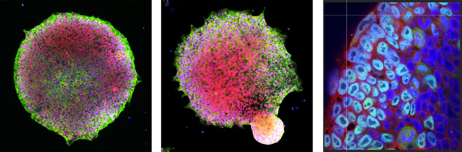 The spatial self-organization within pluripotent stem cell colonies is continued in detaching aggregates - ScienceDirect